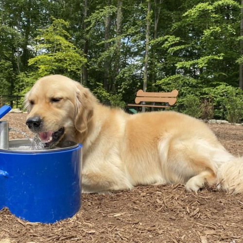 Dog Park Photo Dog Park Photo