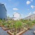 flourishing garden at The Foundry at Renn Quarter